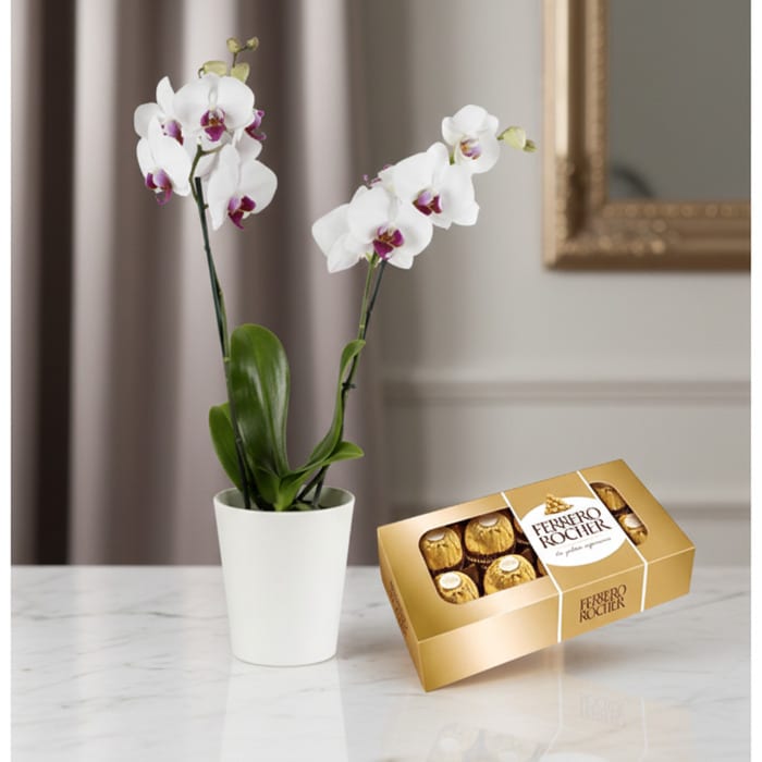 Orquídea ESTRELLA de doble vara con flores blancas y centro púrpura en maceta blanca, junto a una caja de chocolates Ferrero